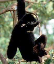 gibbon (Hylobates concolor