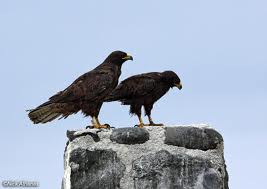 Buteo galapagoensis