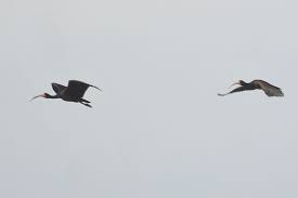 Ibis (Phimosus infuscatus)