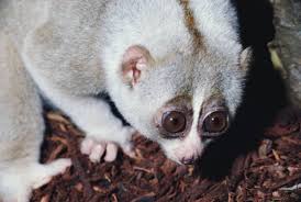 (Nycticebus coucang)