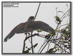 Corta, Buteo brachyurus