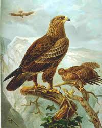 File:Aquila pomarina.jpg