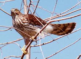 (Spizaetus africanus) es