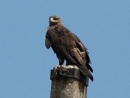 Eagle ( Aquila nipalensis