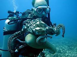 Fun Dive Guam is a scuba