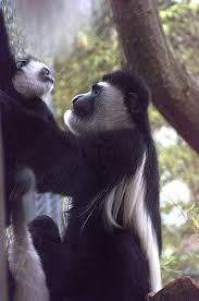 Colobus guereza and Colobus