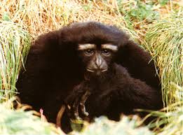 Hoolock Gibbon