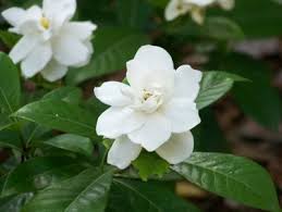 Gardenias can be a very trying plant ...