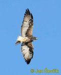 Buteo albicaudatus. Venezuela