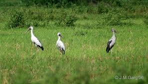 Stork (Anastomus oscitans)