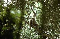 Gibbon (Hylobates moloch)