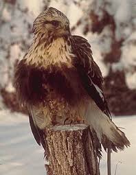 BUTEO LAGOPUS