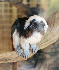 Saguinus oedipus.