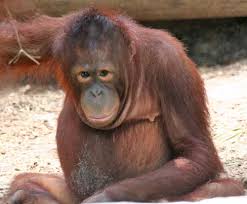 100%, Pongo pygmaeus
