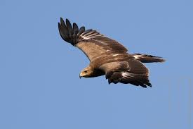 Aquila pomarina 1