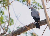 Madagascar