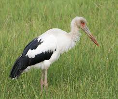 Maguari Stork (Ciconia maguari