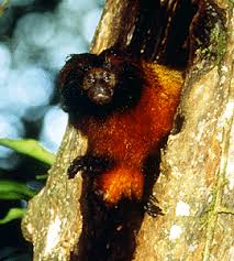 Leontopithecus caissara