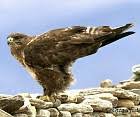 Buteo hemilasius