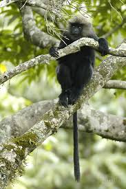 (Semnopithecus johnii)