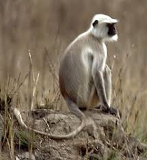De Meerkatachtigen
