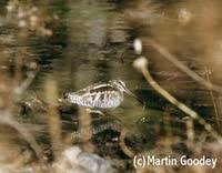 Solitary Snipe - Gallinago