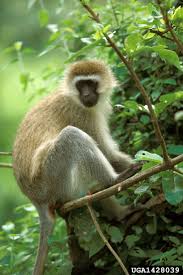 Cercopithecus aethiops (Green