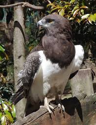 Circaetus pectoralis
