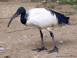 Threskiornis aethiopicus )