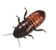 ... Madagascar Hissing Cockroach