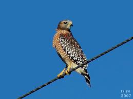 Hawk, Buteo lineatus