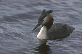 Podiceps cristatus