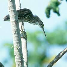 of Butorides striata by