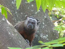Titi Gris (Saguinus Leucopus)