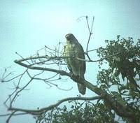 Image of: Asturina nitida