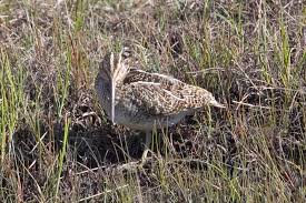 Gallinago paraguaiae
