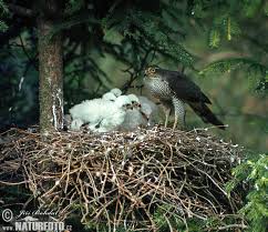 Accipiter nisus Pictures