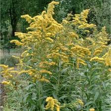 Giant Goldenrod