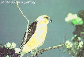 name: Buteo solitarius