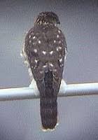 Chilean Hawk, Accipiter