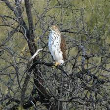 Hawk (Accipiter cooperii)