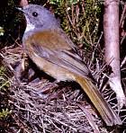 Pachycephala olivacea