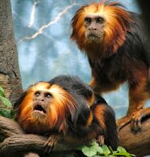 Tamarin (Leontopithecus