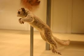 Galago (Family: Galagidae)