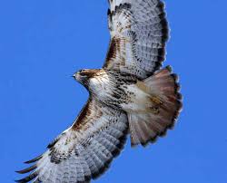 Buteo j. jamaicensis (this