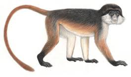 Procolobus pennantii pennantii