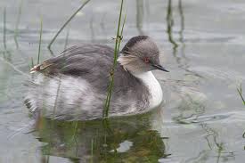 Grebe Podiceps occipitalis