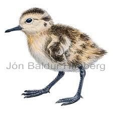 Curlew - Numenius arquata