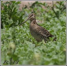 Great Snipe, Gallinago media