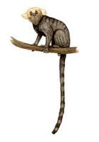 Image of: Callithrix flaviceps